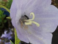 Glockenblume mit Biene